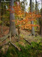 dsc00958.jpg