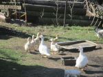 img_6231.jpg